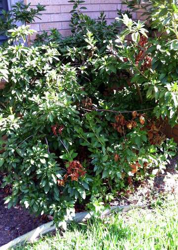 Neil Sperry What S Cutting Twigs Off My Pecan Tree Expressnews Com