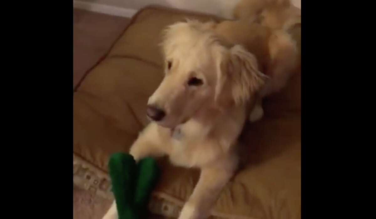 man dressed as gumby for dog