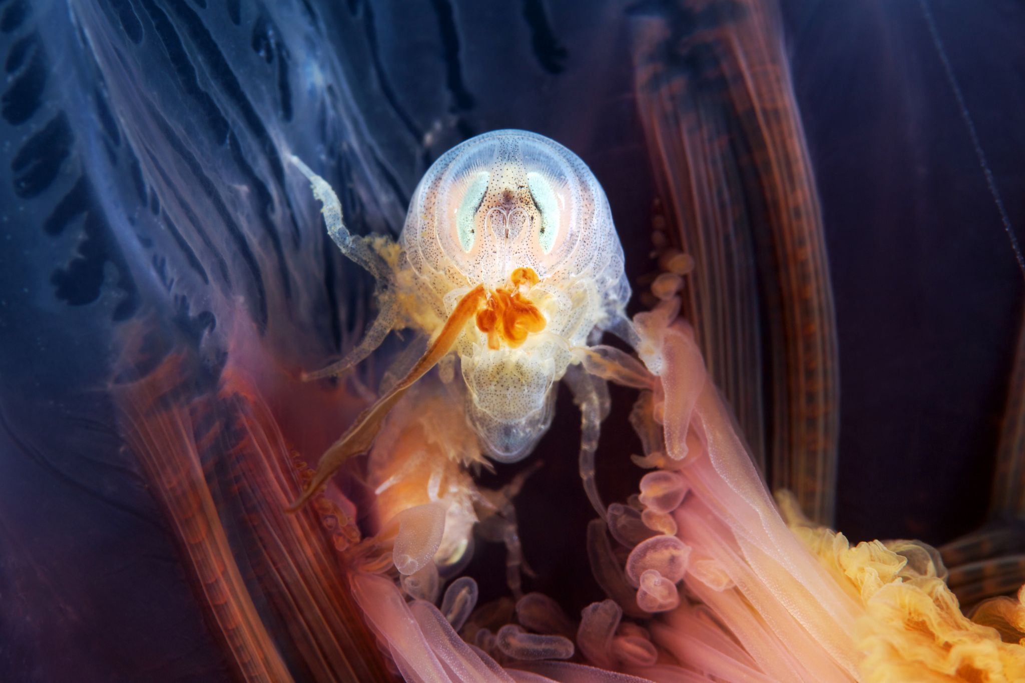 Psychedelic shrimp with tons of sonic energy named after Pink Floyd