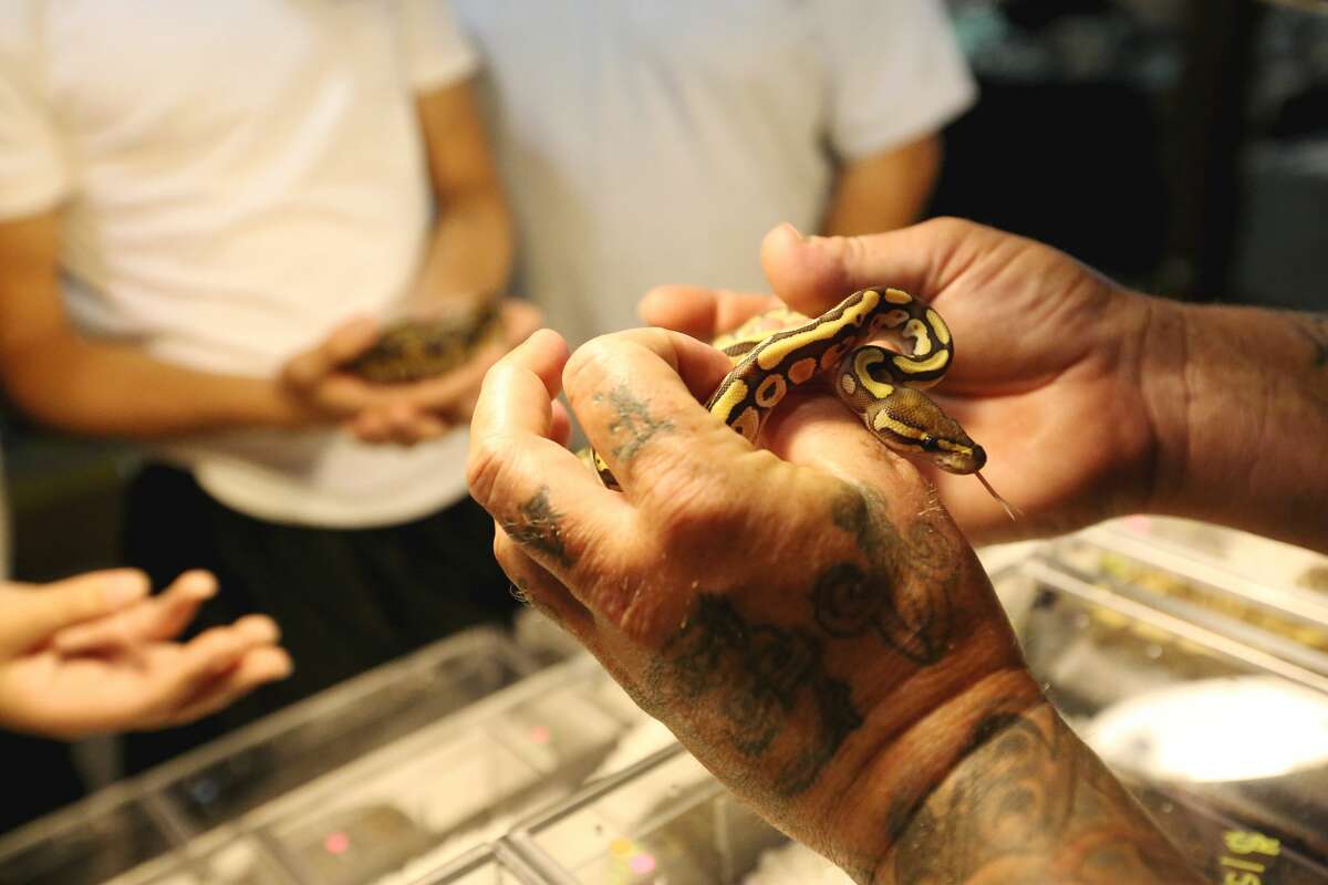 Repticon returns to Houston with slithery lizards
