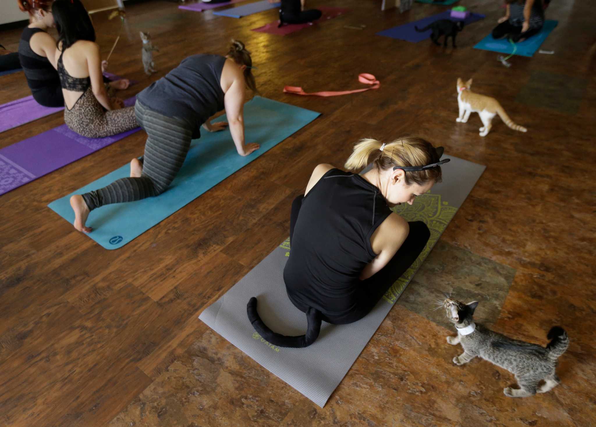  Yoga  class features meow maste to benefit cat  cafe  