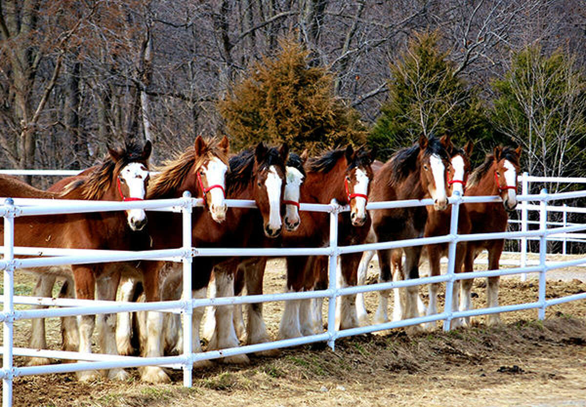 Budweiser Debuts 4 Baby Clydesdales Ahead of The Super Bowl: Photo