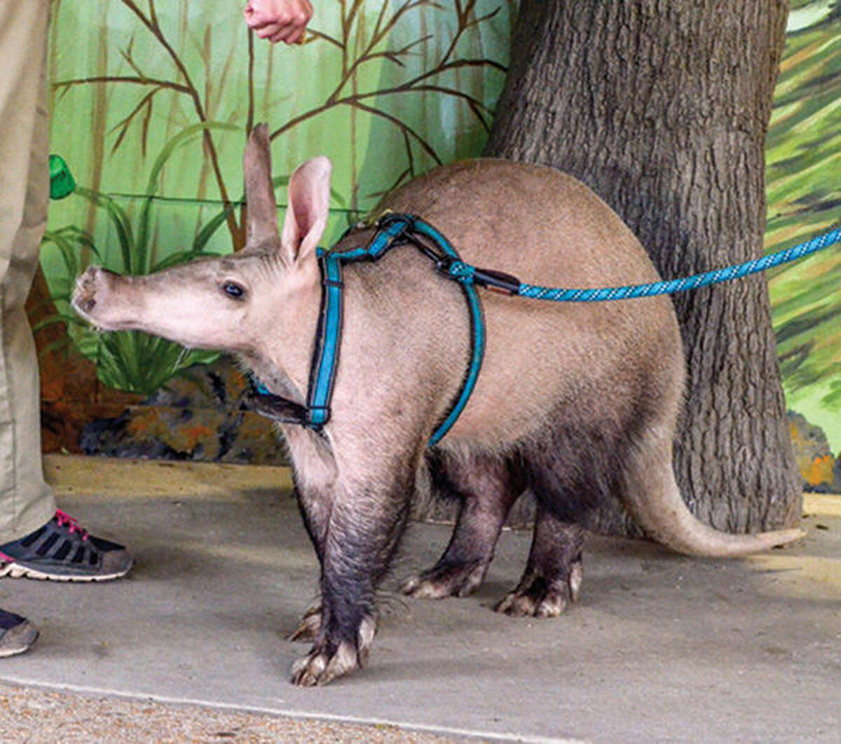 Zoo's aardvark show to end run