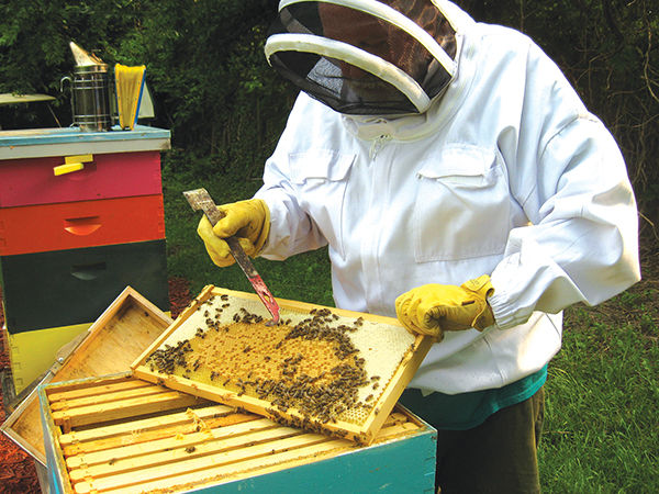 Beekeeping one honey of a hobby