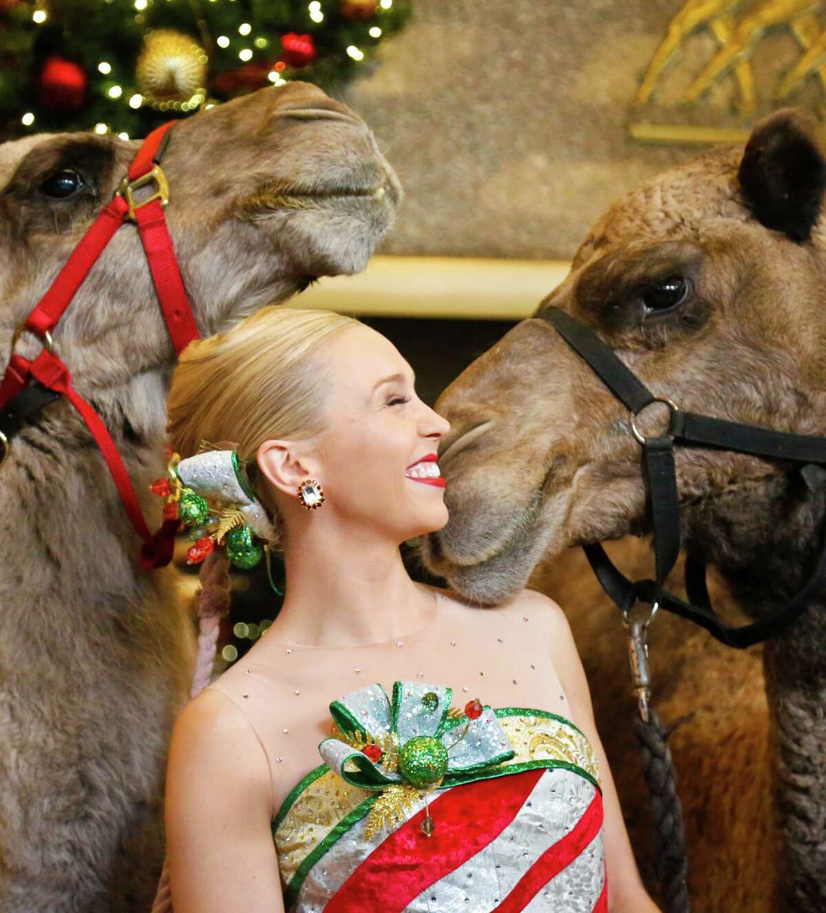 Radio City Rockette star Lauren Renck stands between camels during the blessing of animals, Tuesday Nov. 1, 2016, at Radio City Music Hall in New York. Cardinal Timothy Dolan officiated a ceremony blessing camels, sheep and a donkey arriving for their first day of rehearsal for the nativity scene in the "Christmas Spectacular Starring the Radio City Rockettes." (AP Photo/Bebeto Matthews) ORG XMIT: NYBM102