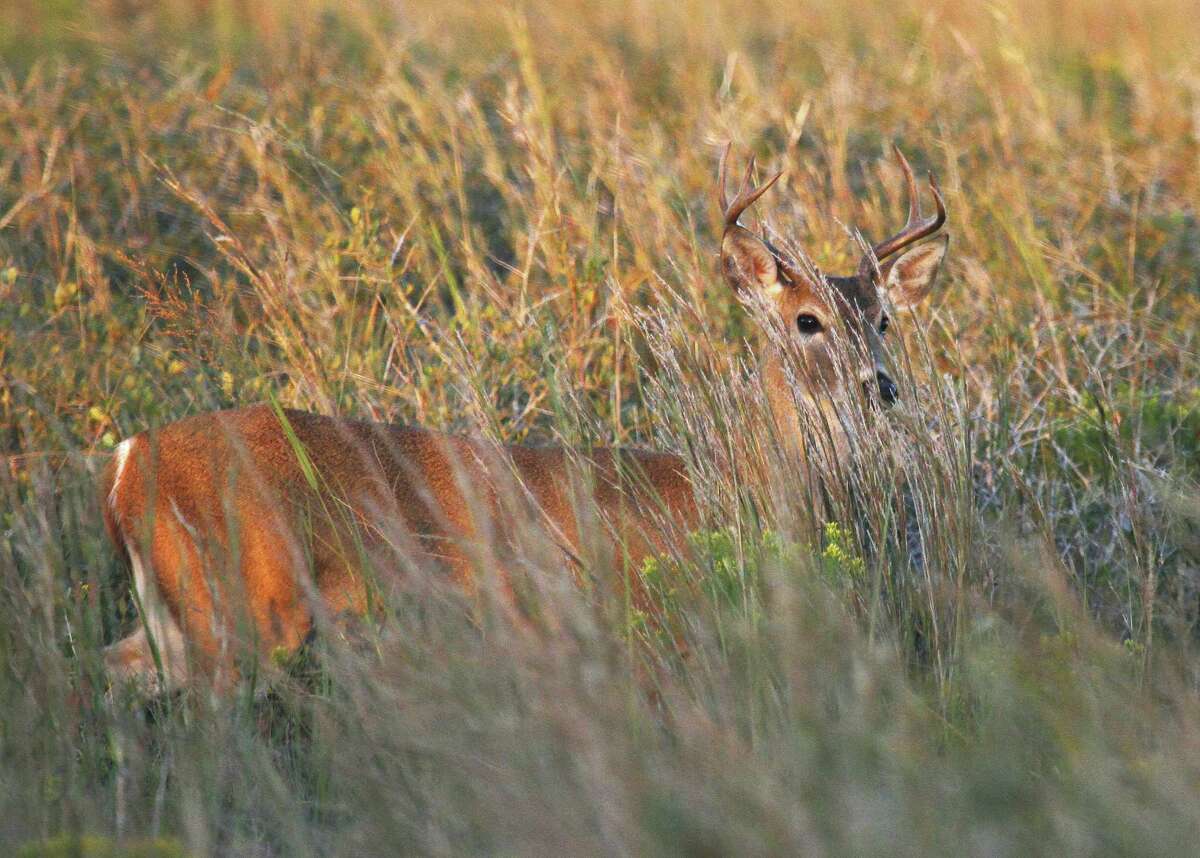 Deer season Great expectations for Texas hunters