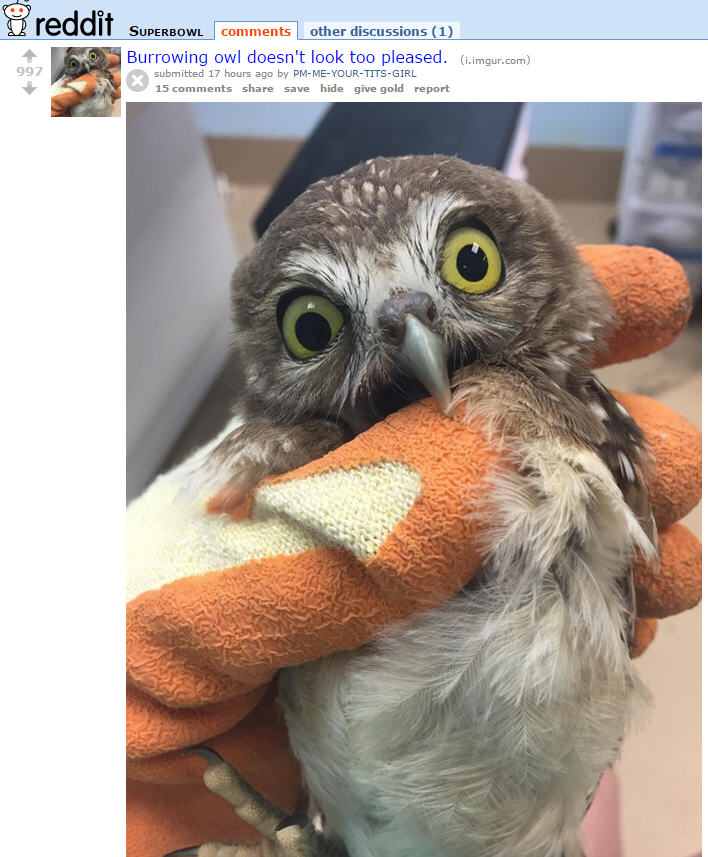 Reddit, Superb Owl