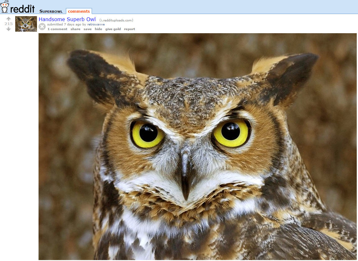 Superb sexy owl : r/Superbowl