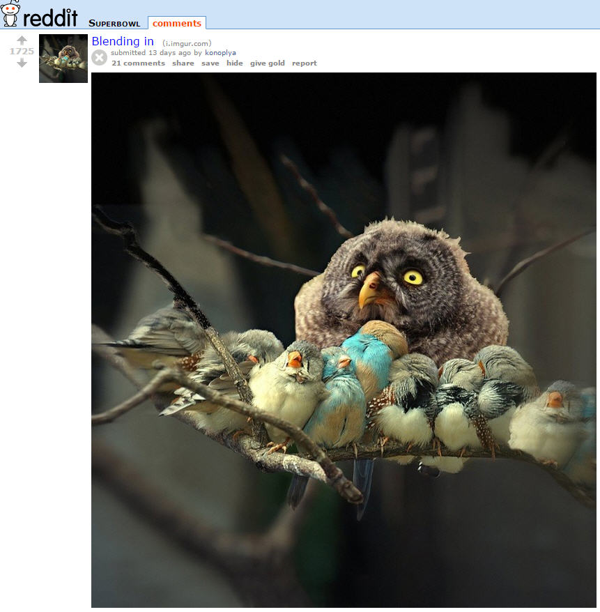 Superb sexy owl : r/Superbowl