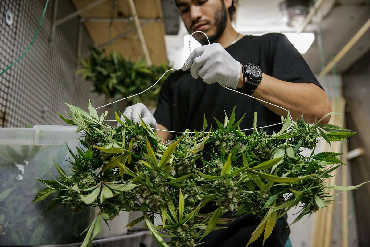 Production supervisor Joshua Ramos hangs marijuana plants to dry at ButterBrand farms in San Francisco on Oct. 31.