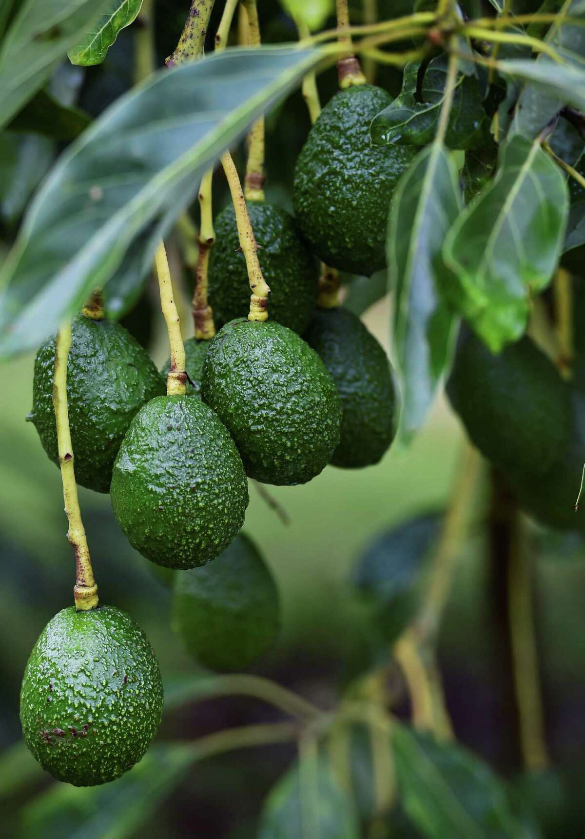 Mexico avocados see biggest price jump in 10 years