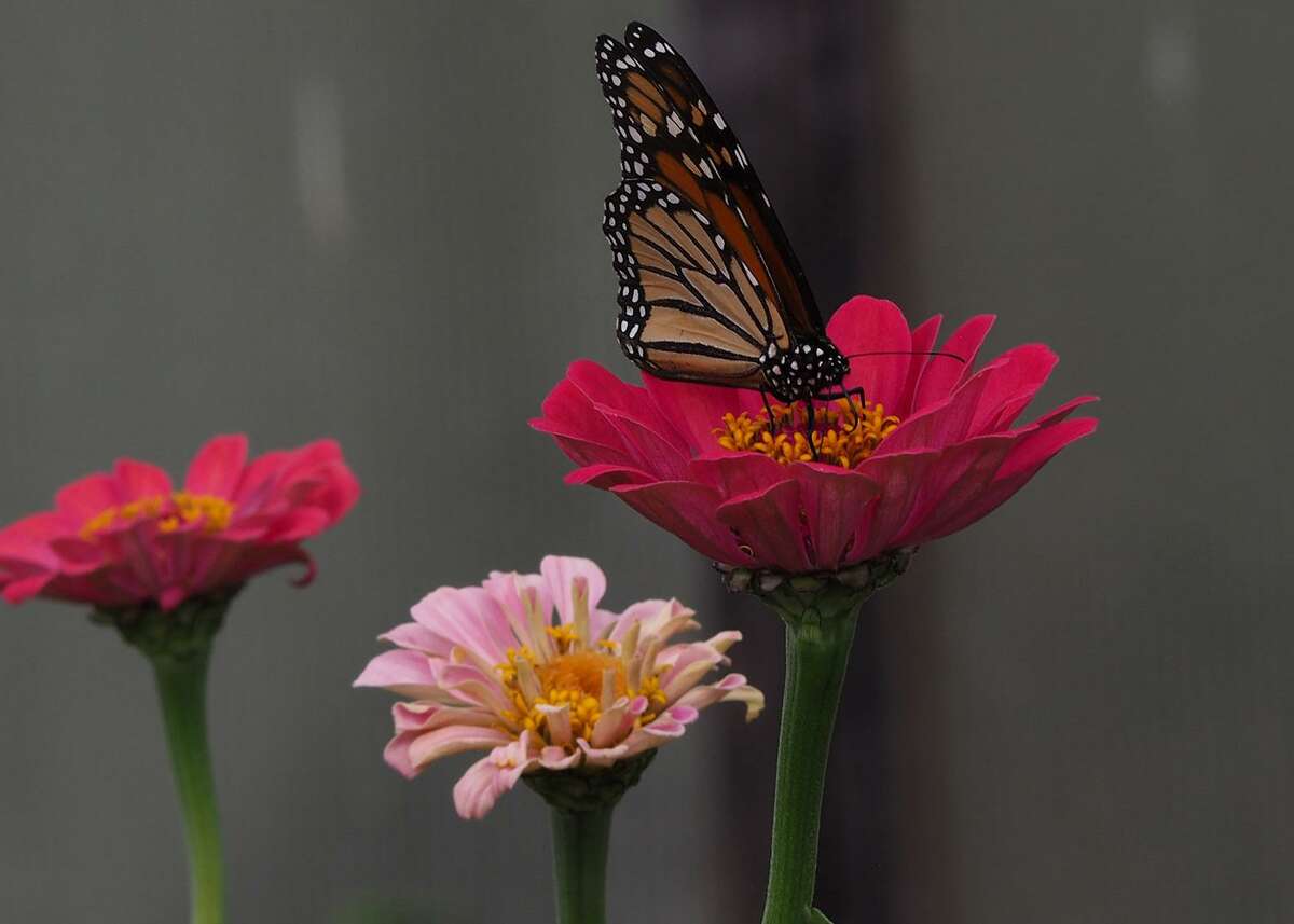 Monarch butterflies that pass through San Antonio next spring will appreciate the nectar of flowers such as these pink zinnias.