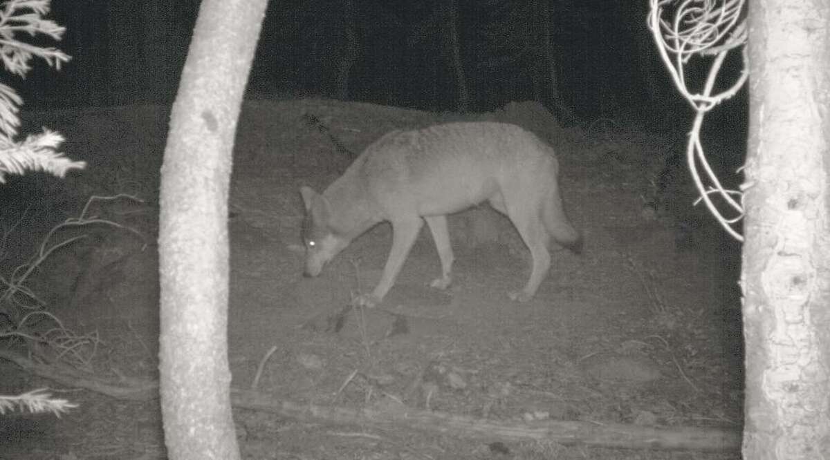 Sighting of gray wolves stirs excitement, worry in Lassen County