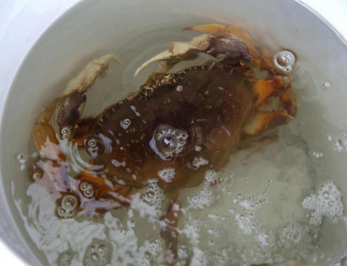 A crab is kept in a bucket of water after he was caught from the municipal pier in Pacifica, Calif. on Saturday, Nov. 5, 2016 during the first day of the recreational Dungeness crab season. Despite all of the enthusiasm, veteran crabbers say conditions were less than ideal as heavy surf continually pounded the pier.