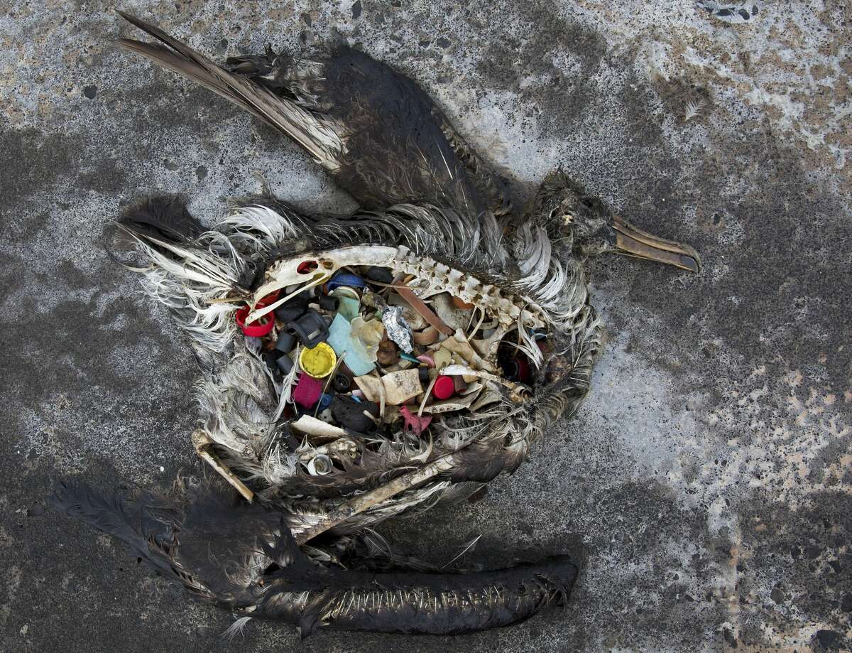 In this Nov. 2, 2014 photo provided by the U.S. Fish and Wildlife Service, a black footed albatross chick with plastics in its stomach lies dead on Midway Atoll in the Northwestern Hawaiian Islands. The remote atoll where thousands died is now a delicate sanctuary for millions of seabirds. Midway sits amid a collection of man-made debris called the Great Pacific Garbage Patch. Along the paths of Midway, there are piles of feathers with rings of plastic in the middle - remnants of birds that died with the plastic in their guts. Each year the agency removes about 20 tons of plastic and debris that washes ashore from surrounding waters. (Dan Clark/USFWS via AP)