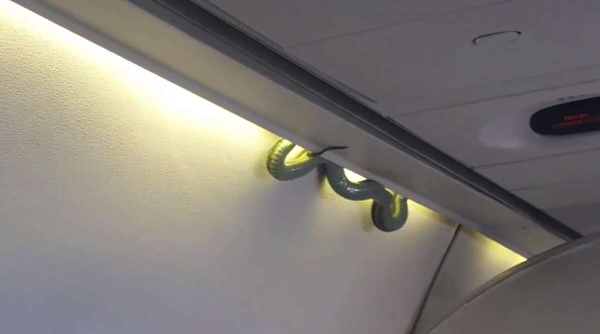 A snake fell from an overhead compartment on a flight to Mexico City Sunday, Nov. 6, 2016. 