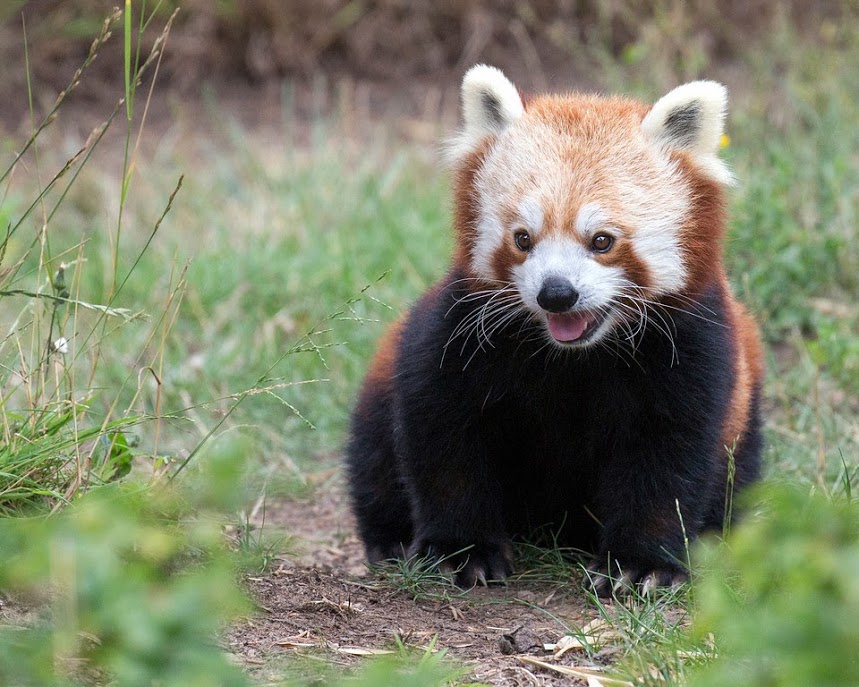 SF Zoo to make Election Day more tolerable by live streaming red pandas