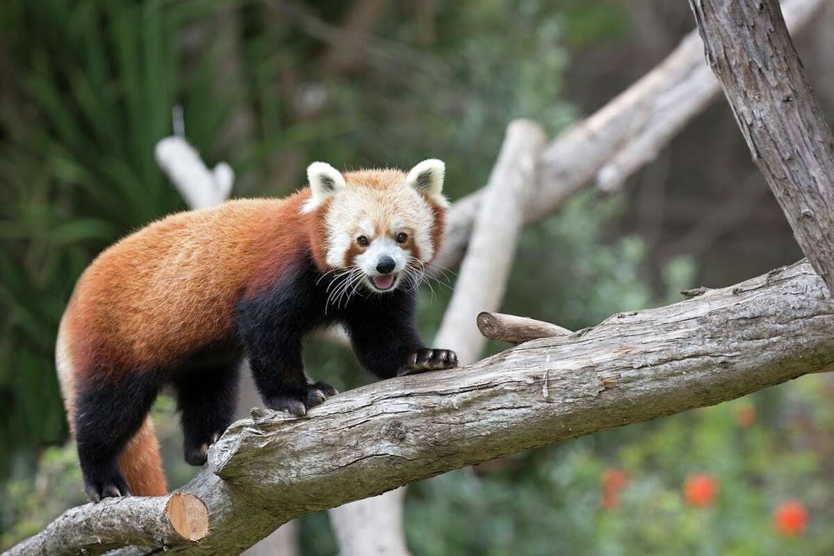 SF Zoo to make Election Day more tolerable by live streaming red pandas ...