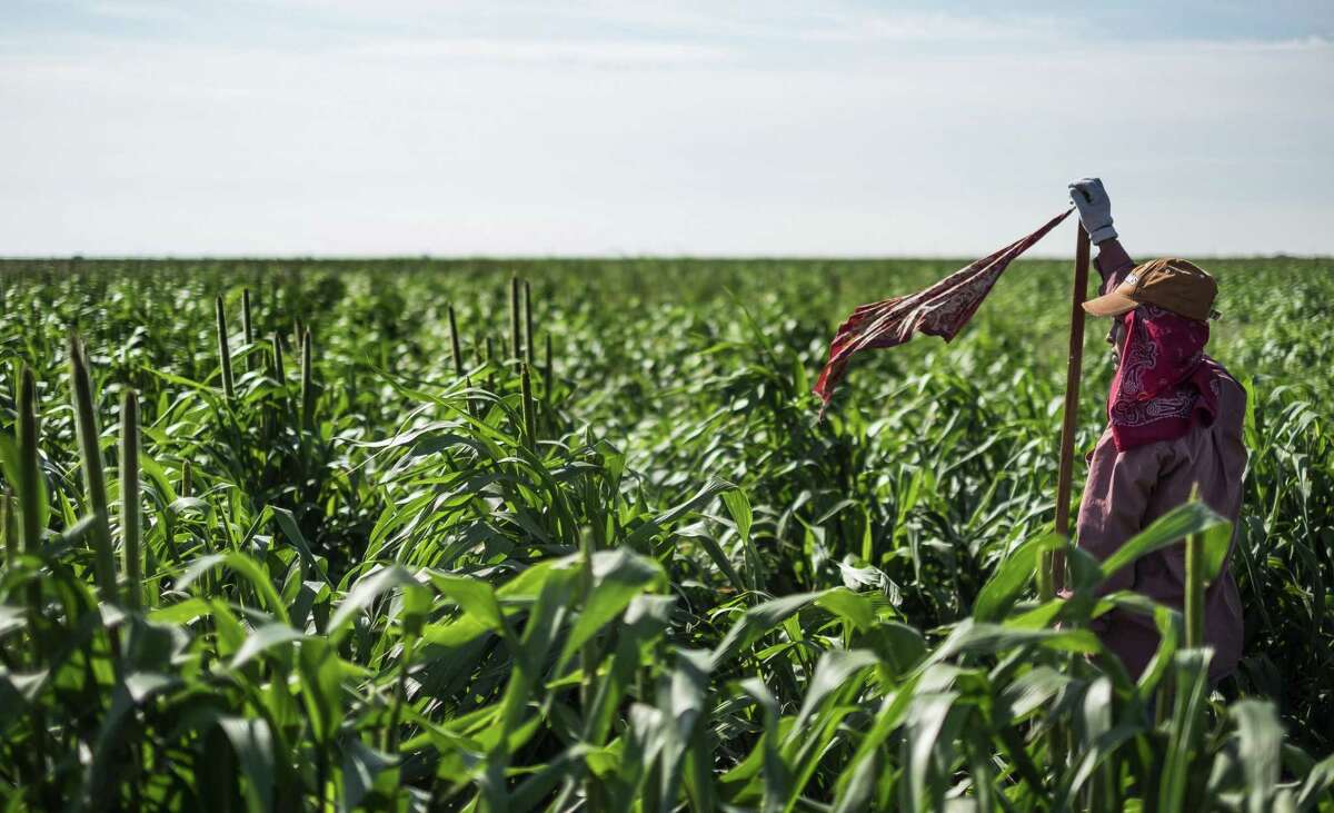 A migrant farm worker marks the row of sorghum the workers are walking and working in Plainview, Texas, on Aug. 18, 2015. While other agricultural states spend hundreds of thousands of dollars to ensure safe and sanitary conditions at facilities for migrant farmworkers, Texas lawmakers provide no funding for the program. Last year, the housing department spent less than $2,500 on it. Inspections are conducted by manufactured housing division workers. (Rodolfo Gonzalez/Austin American-Statesman via AP) AUSTIN CHRONICLE OUT, COMMUNITY IMPACT OUT, INTERNET AND TV MUST CREDIT PHOTOGRAPHER AND STATESMAN.COM, MAGS OUT; MANDATORY CREDIT