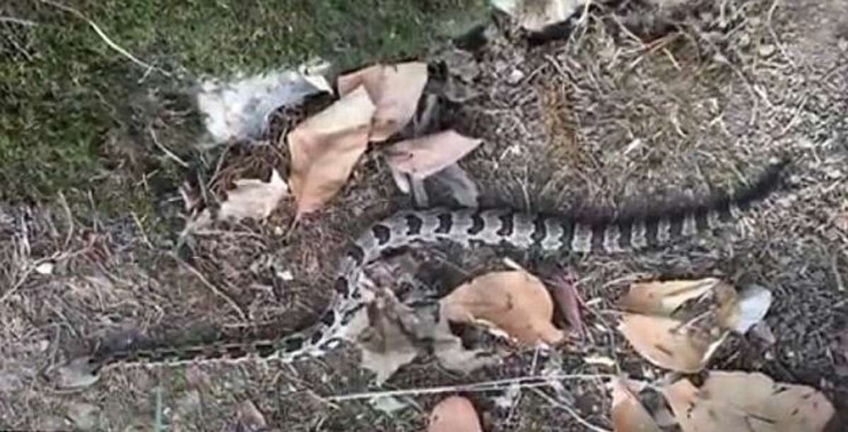 Firefighter bitten by a decapitated rattlesnake's severed head