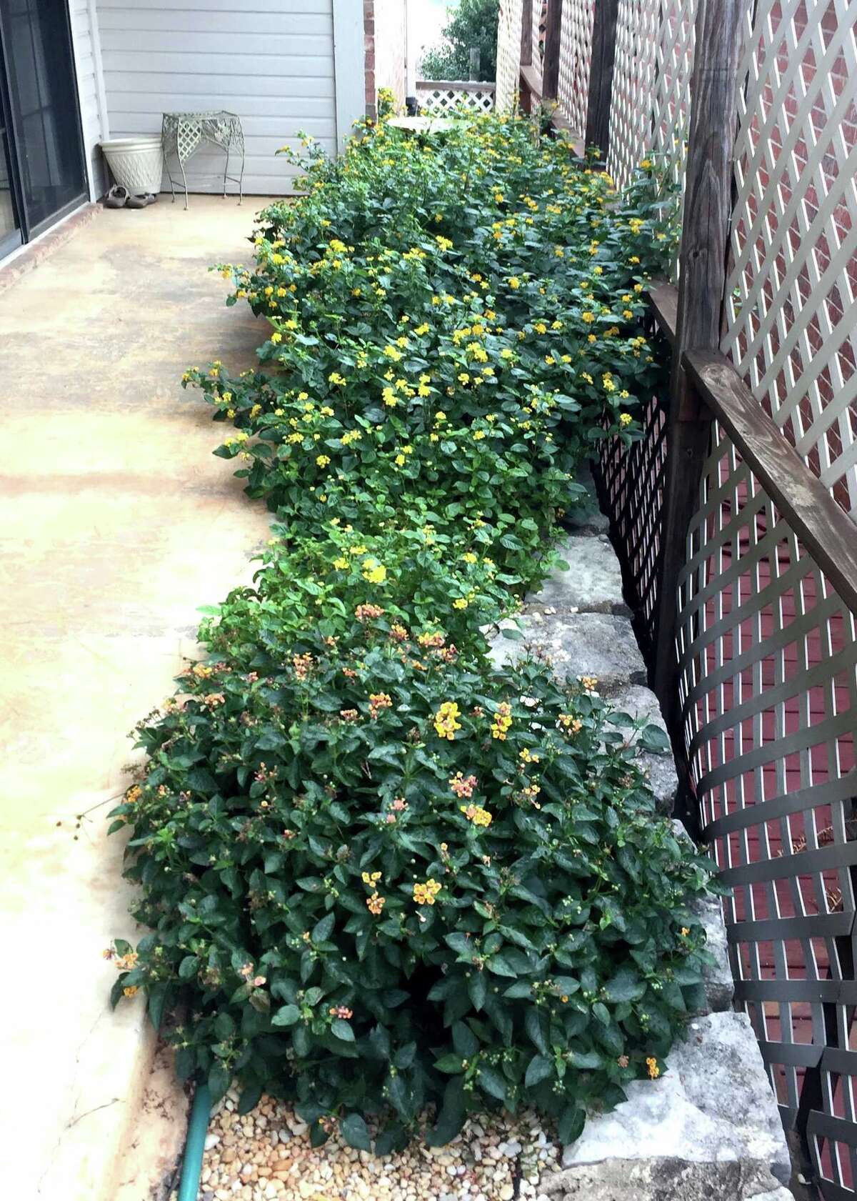 Neil Sperry Can lantanas be thinned?