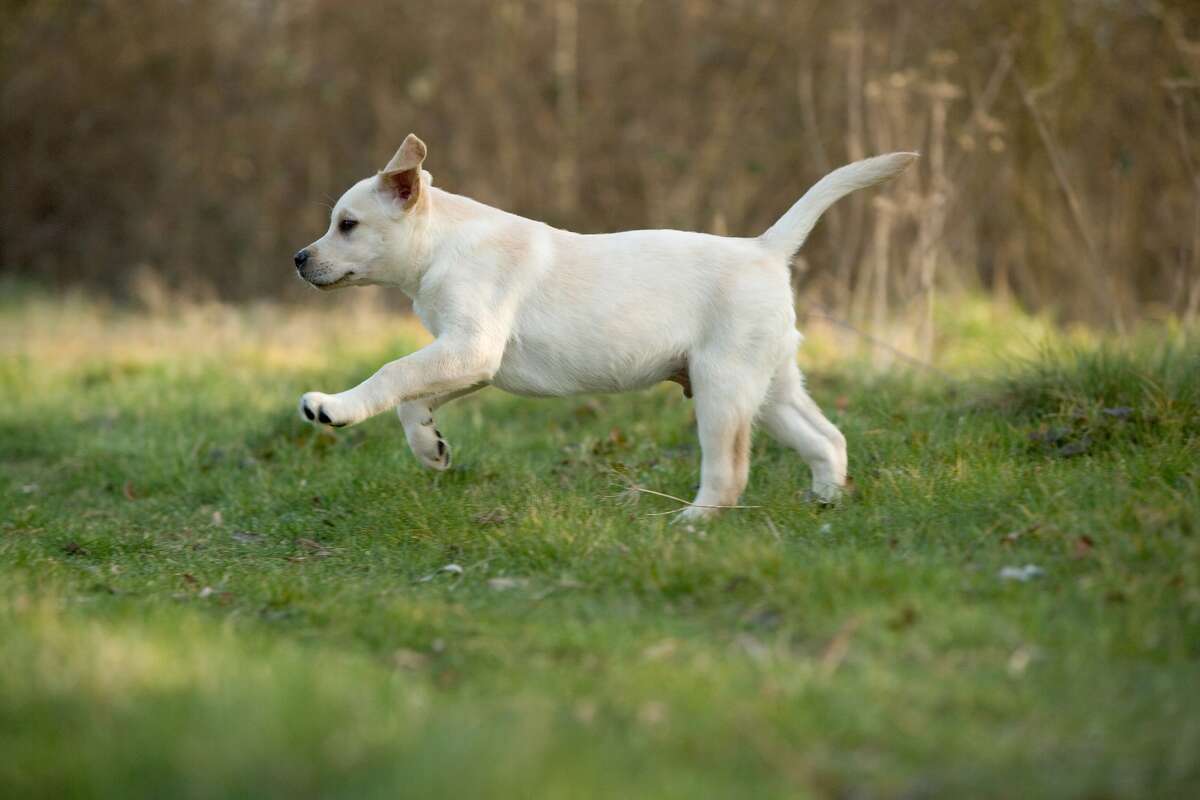 how did so many dog breeds evolve