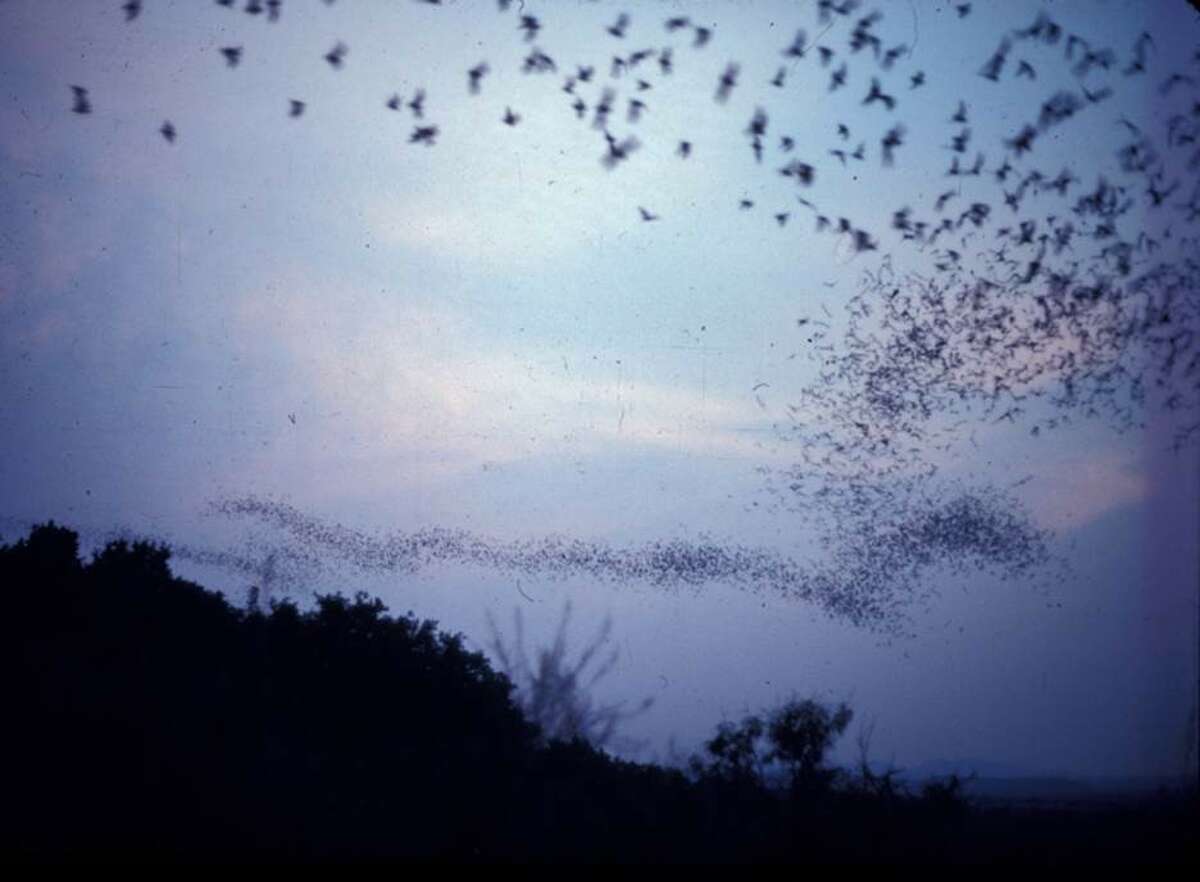 Bats flying out of Frio Cave near Uvalde, Texas, have been clocked at nearly 100 mph. Several million bats inhabit this cave and, upon emerging in the evening, they fly nearly 2 miles high and travel at high speeds in open airspace in search of insects. Click through the gallery to see other facts you might not know about bats:
