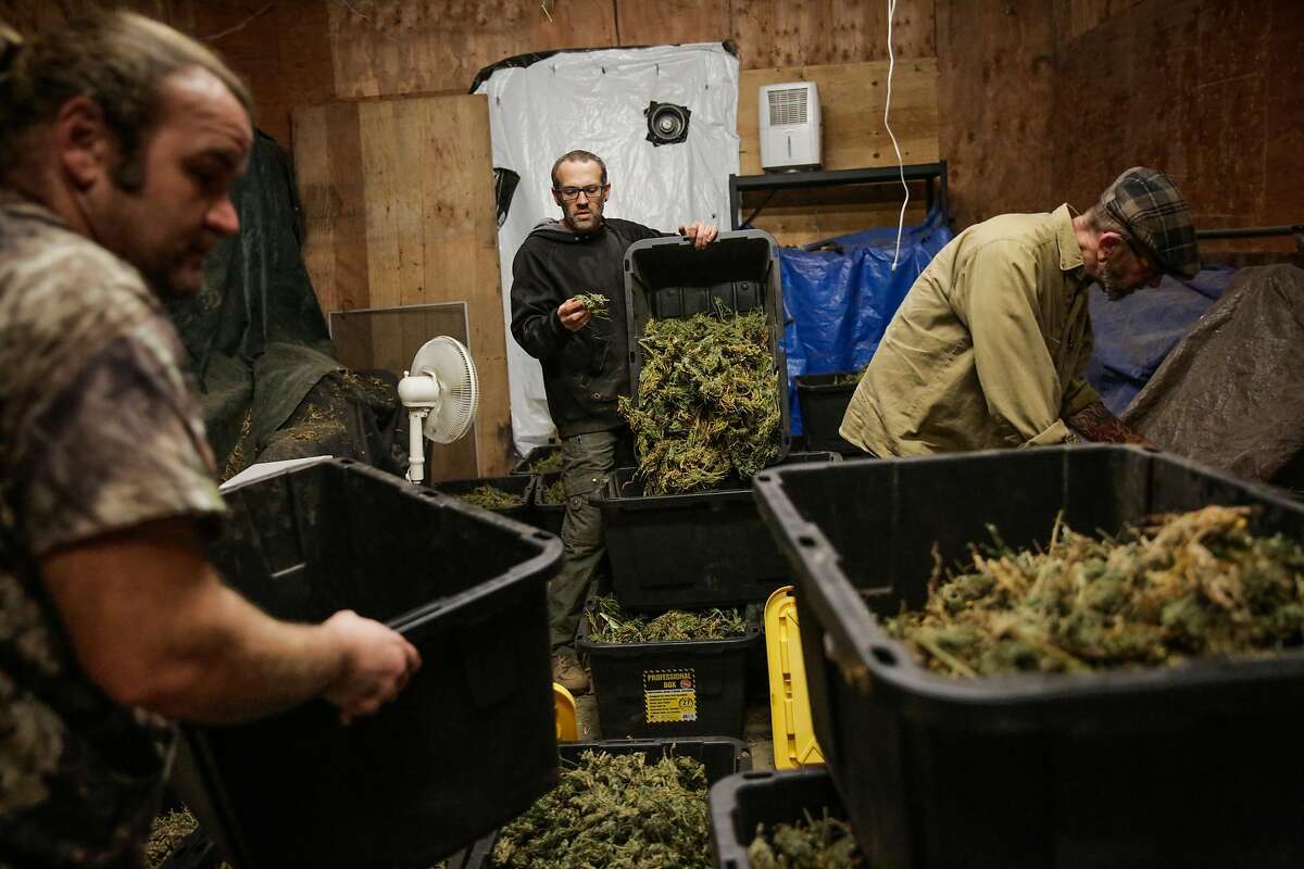 Employee Peyton J. (left), partner Cain G. (center) and founder Robert LeClair, who work at SCXO, a boutique cannabis farm, inspect and move cannabis from one bin to another during the curing process, in Humboldt County, California, on Thursday, Nov. 10, 2016.