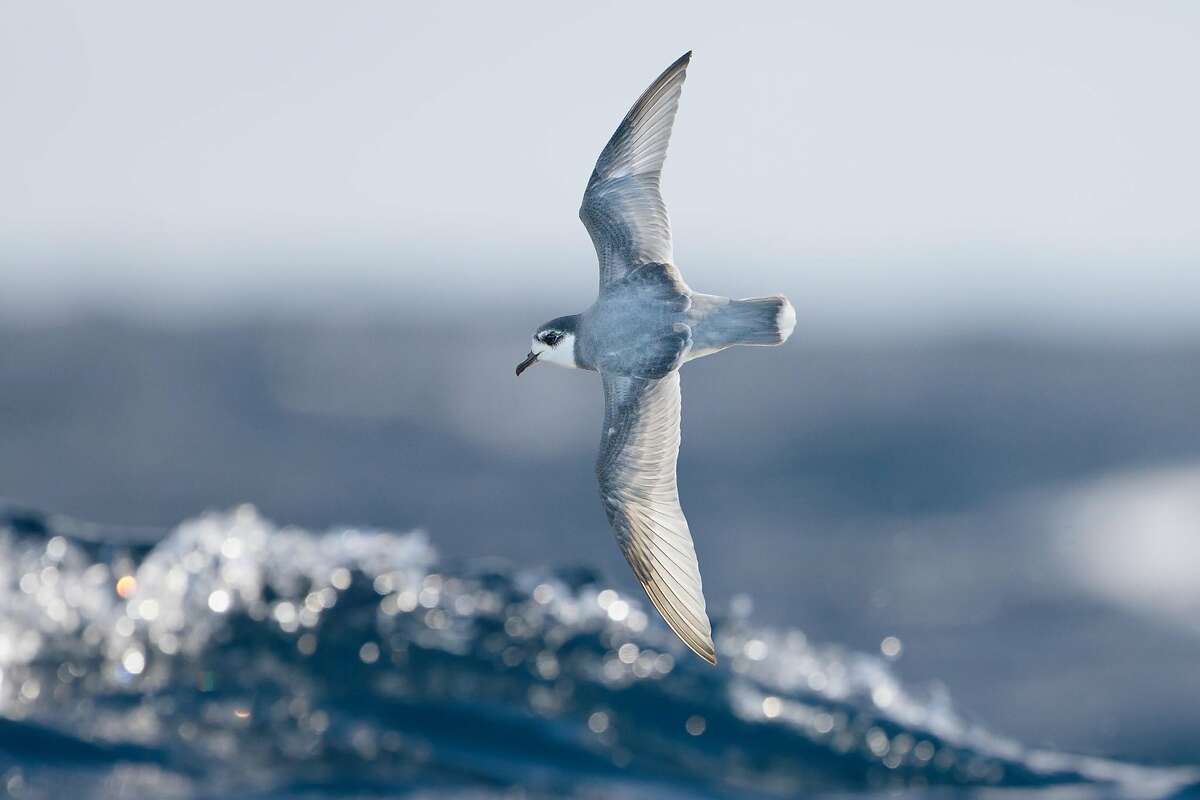 A blue petrel is one of many seabirds that eats plastic and is drawn to the waste because of its odor, according to new research out of UC Davis.