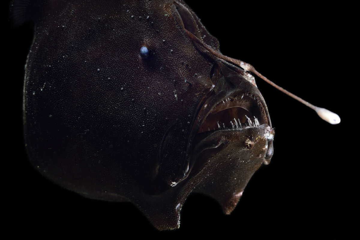 Photographer's haunting deep-sea images reveal rare, odd creatures