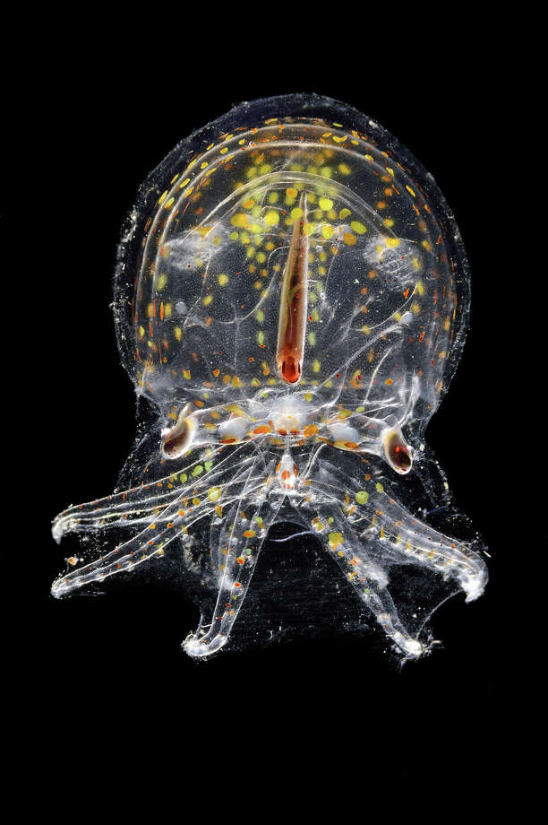 Photographer's haunting deep-sea images reveal rare, odd creatures