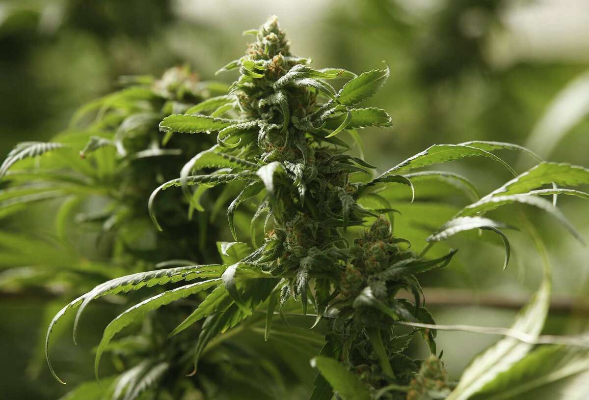 The buds on marijuana plants begin to mature in a legal, commercial growing greenhouse in Monterey County, Calif. where it is legal for adults to possess, transport and buy up to an ounce of marijuana. Massachusetts residents voted on Tuesday to legalize recreational marijuana.