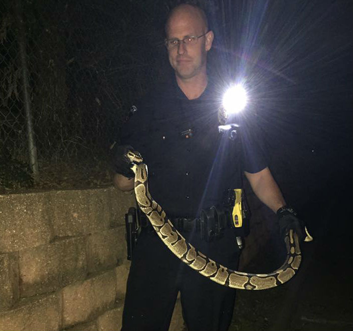 Snakes R Us: Arlington police don't play around with ball python found near  toy store