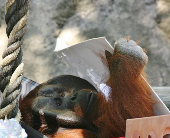 Swinging into Monkey Day - The Houston Zoo