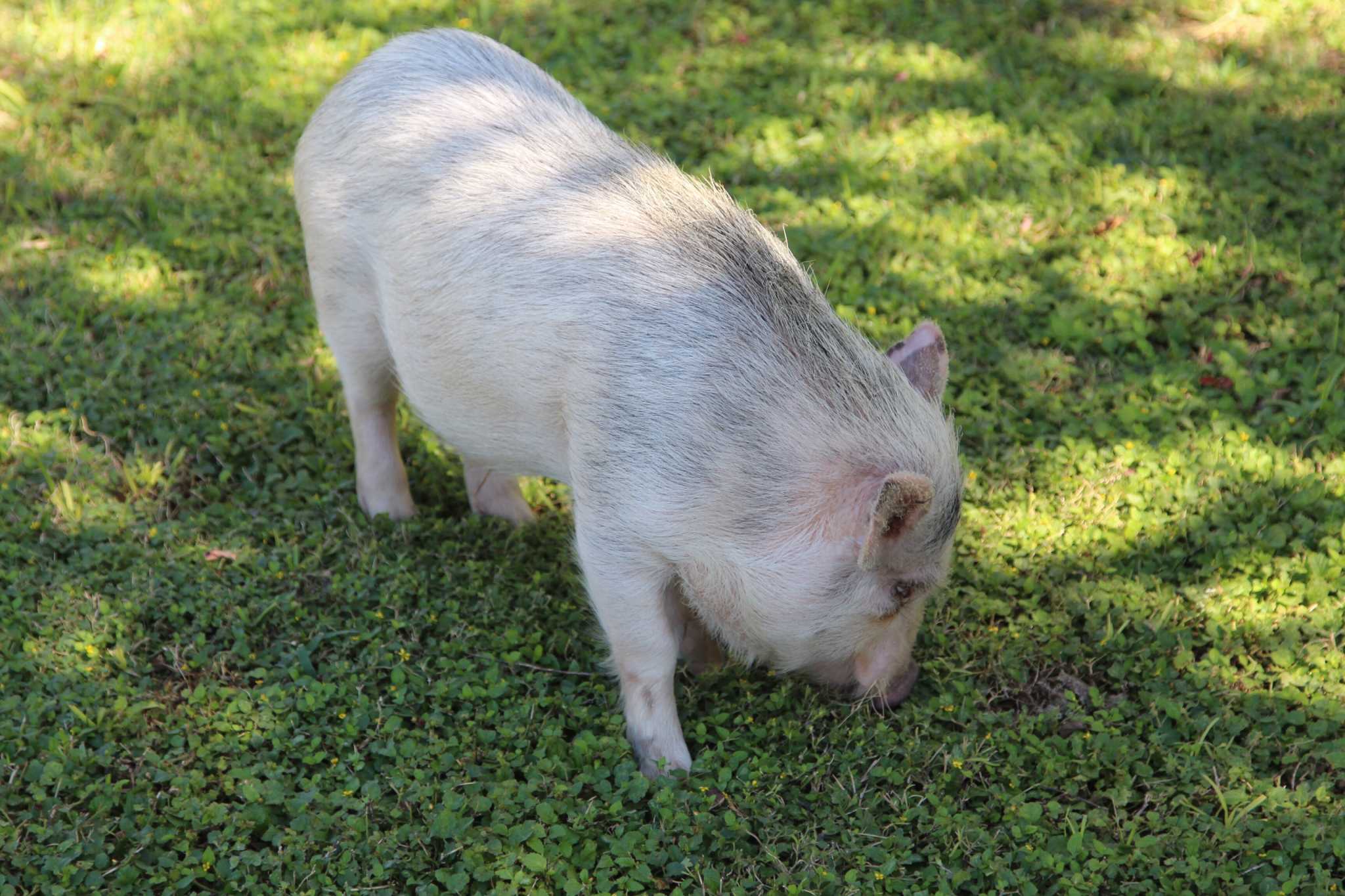 2 potbellied pigs rescued from 'suspicious' apartment fire on South Side