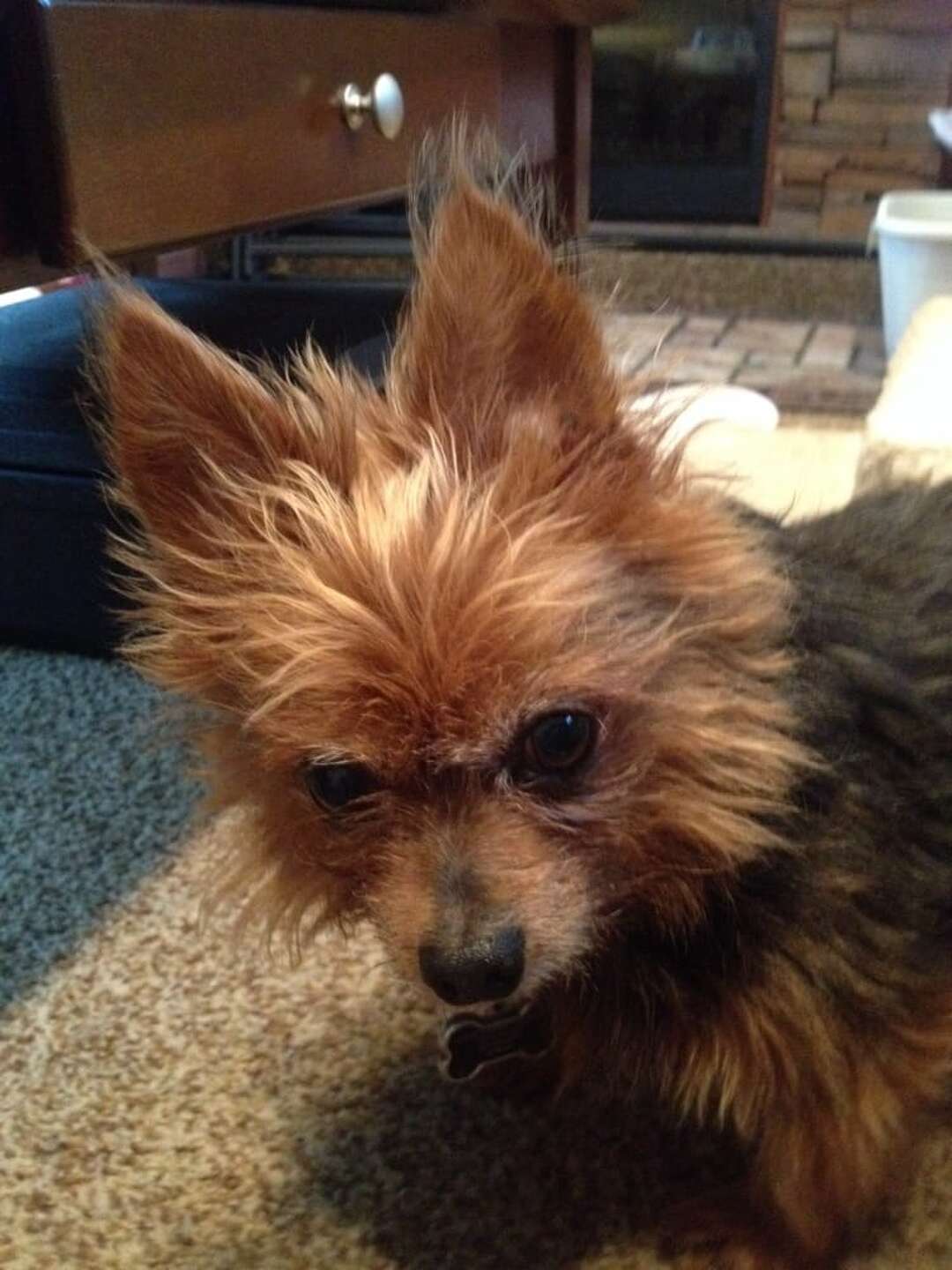 Best places to board your pet in Houston according to Yelp