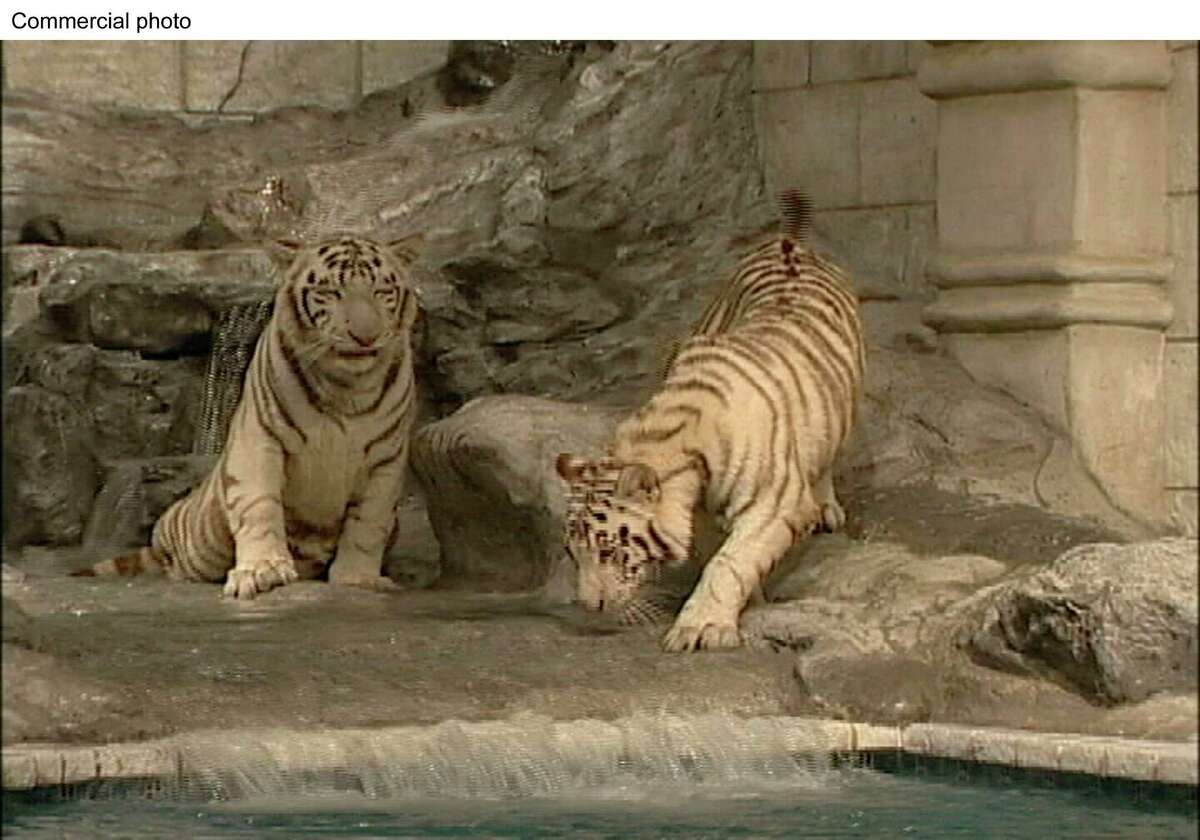 White tigers Nero and Marina are seen in their habitat at Downtown Aquarium, which is owned by Landry's Inc.