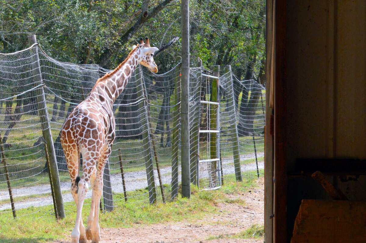 once-listed-at-7-million-alvin-bayou-wildlife-zoo-finally-has-a-new