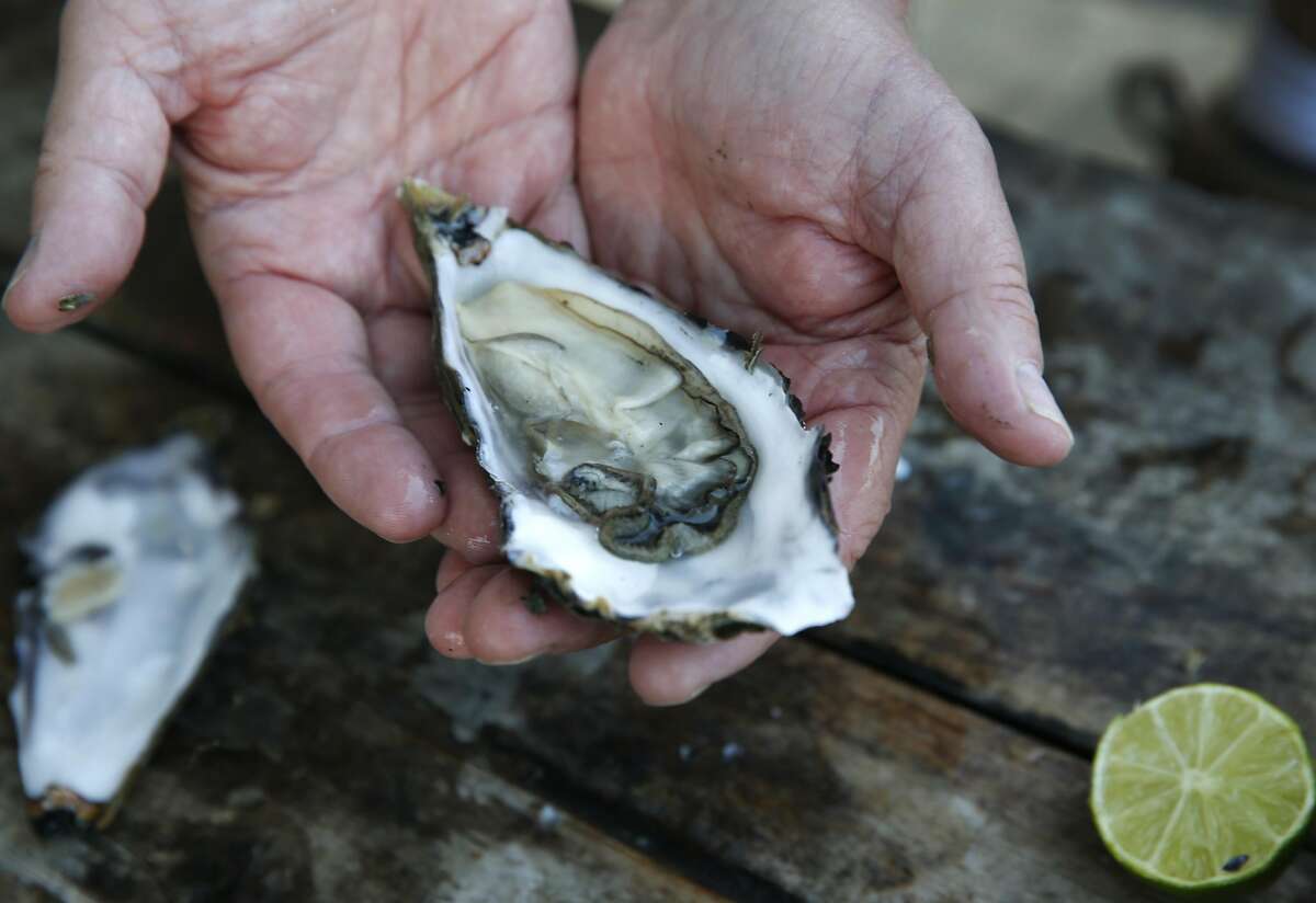 Tomales Bay Oyster Company manager Martin Seiler cradles a freshly shucked Pacific oyster in Marshall, Calif. on Friday, Oct. 2, 2015. The popular spot on the eastern shore of Tomales Bay is being to forced to close down its picnic areas by Marin County citing a concern for parking and traffic issues along Highway 1.
