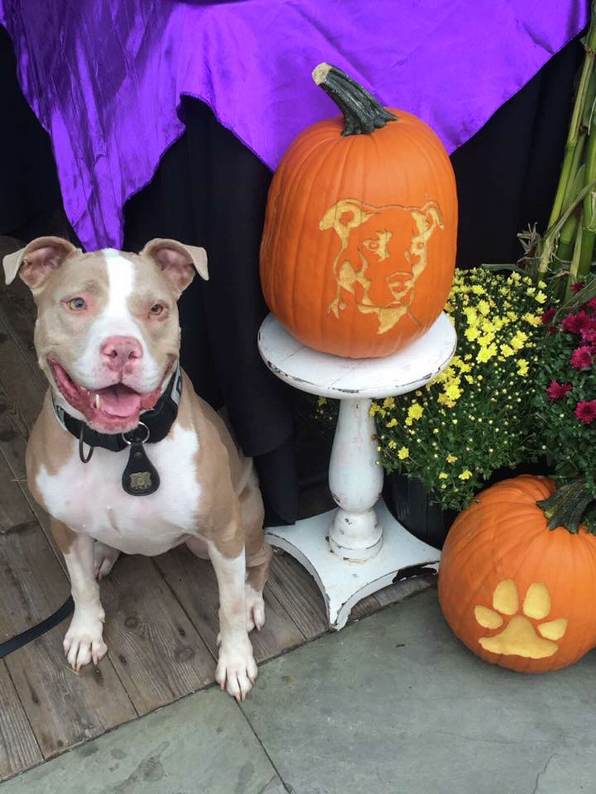Kiah, who was once abandoned, battered and bloodied on San Antonio-area streets, will receive a New York City honor on Nov. 17 for being the first pit bull police dog in the state after she was relocated their last year.