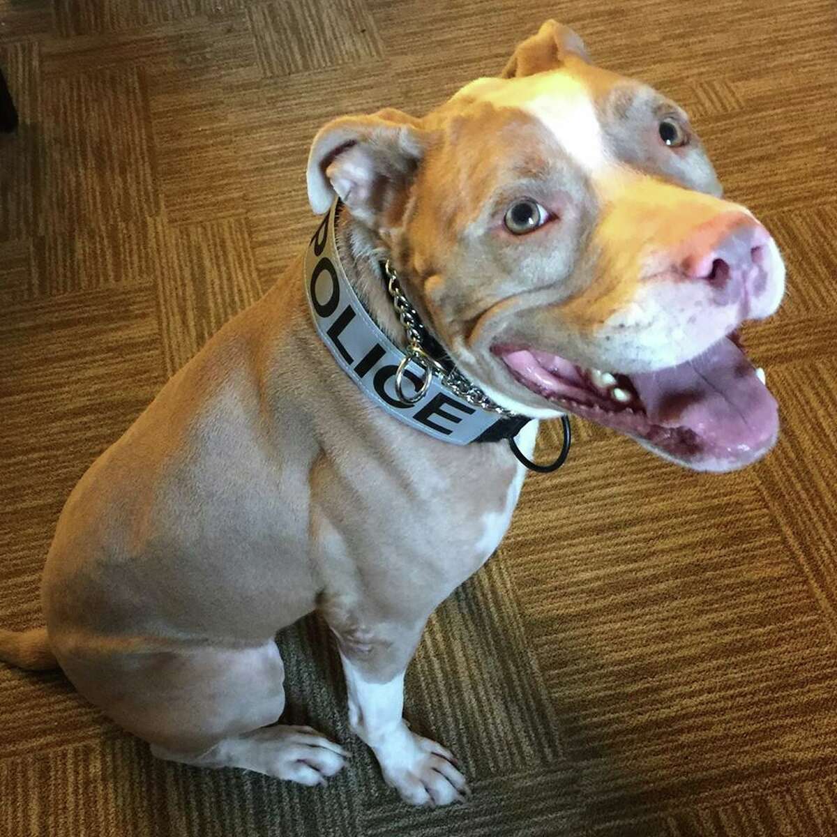Kiah, who was once abandoned, battered and bloodied on San Antonio-area streets, will receive a New York City honor on Nov. 17 for being the first pit bull police dog in the state after she was relocated their last year.