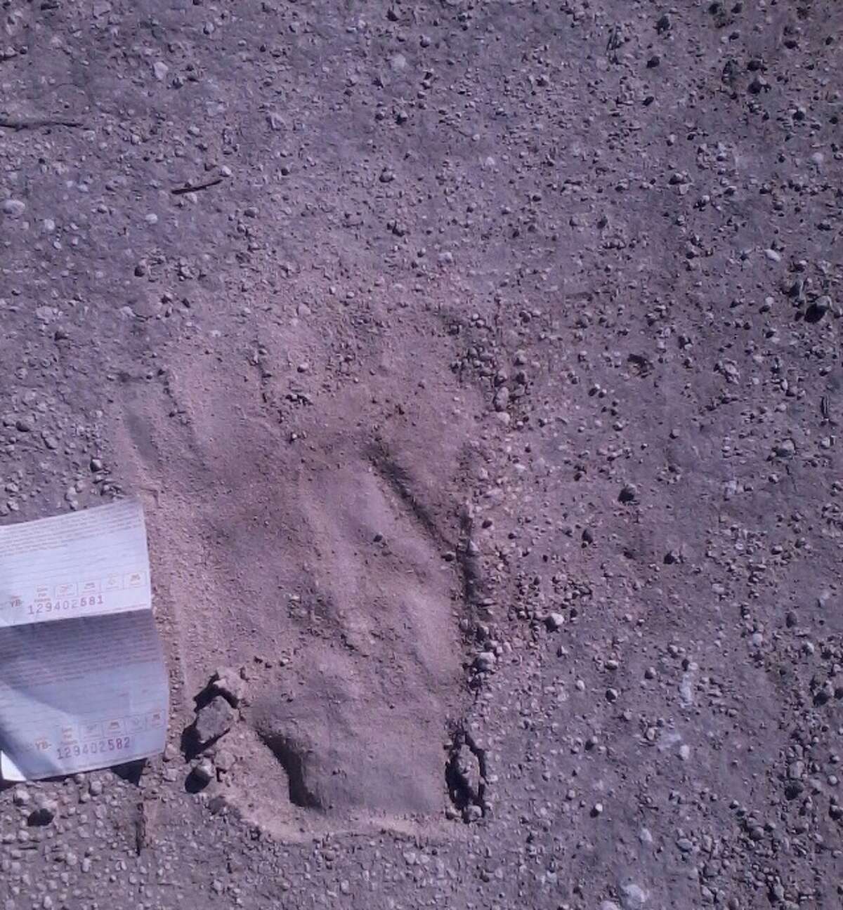 Bee County's Baldemar Galvan has interviewed local residents about Bigfoot sightings. He snapped a photo of what he believes is a footprint from the creature.