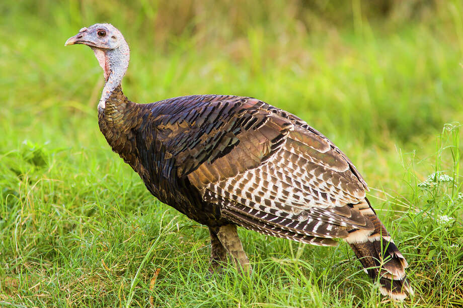 Wild turkey for the Pilgrims Houston Chronicle