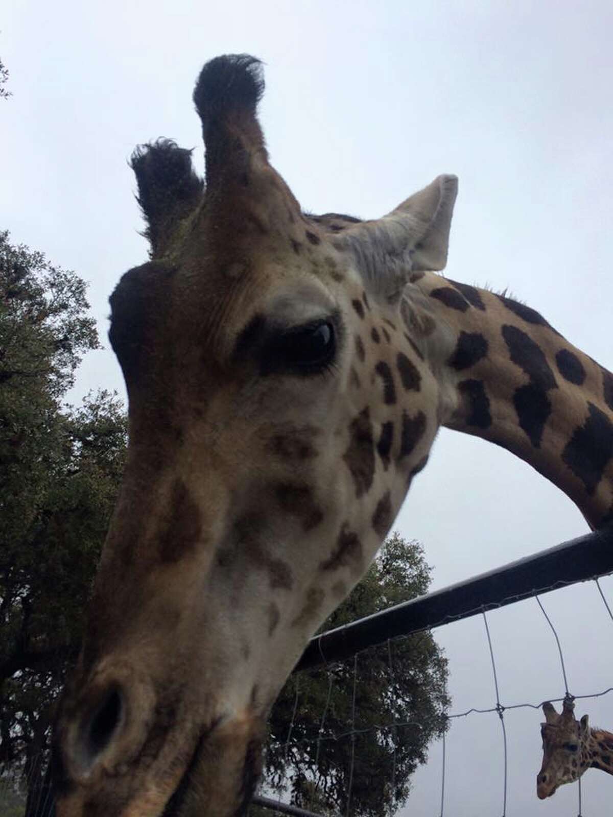 Exotic Animal Auctions Near Me 05 - 8b2v6lz
