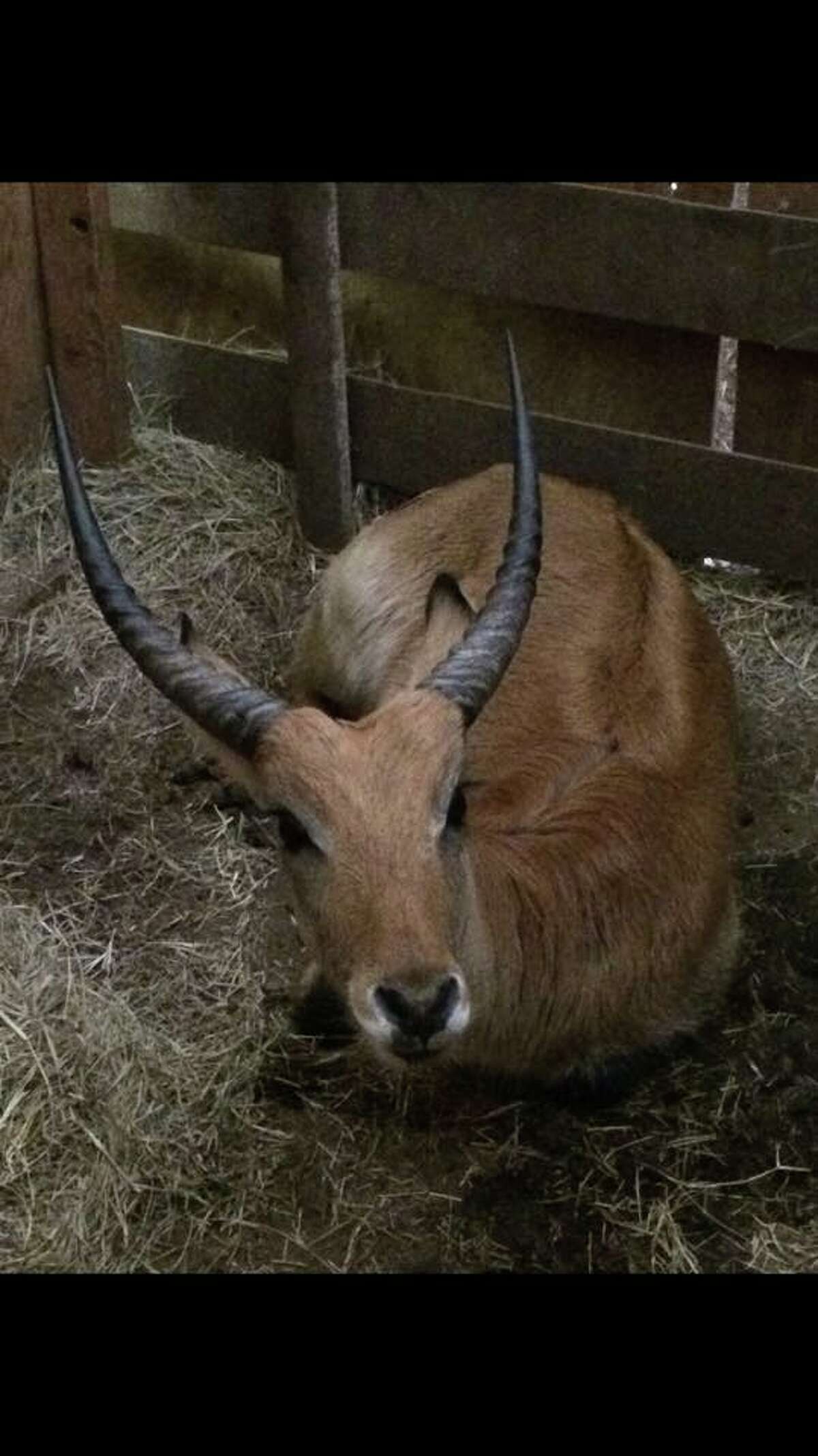 Exotic Animal Auctions Near Me 05 - we91mhu
