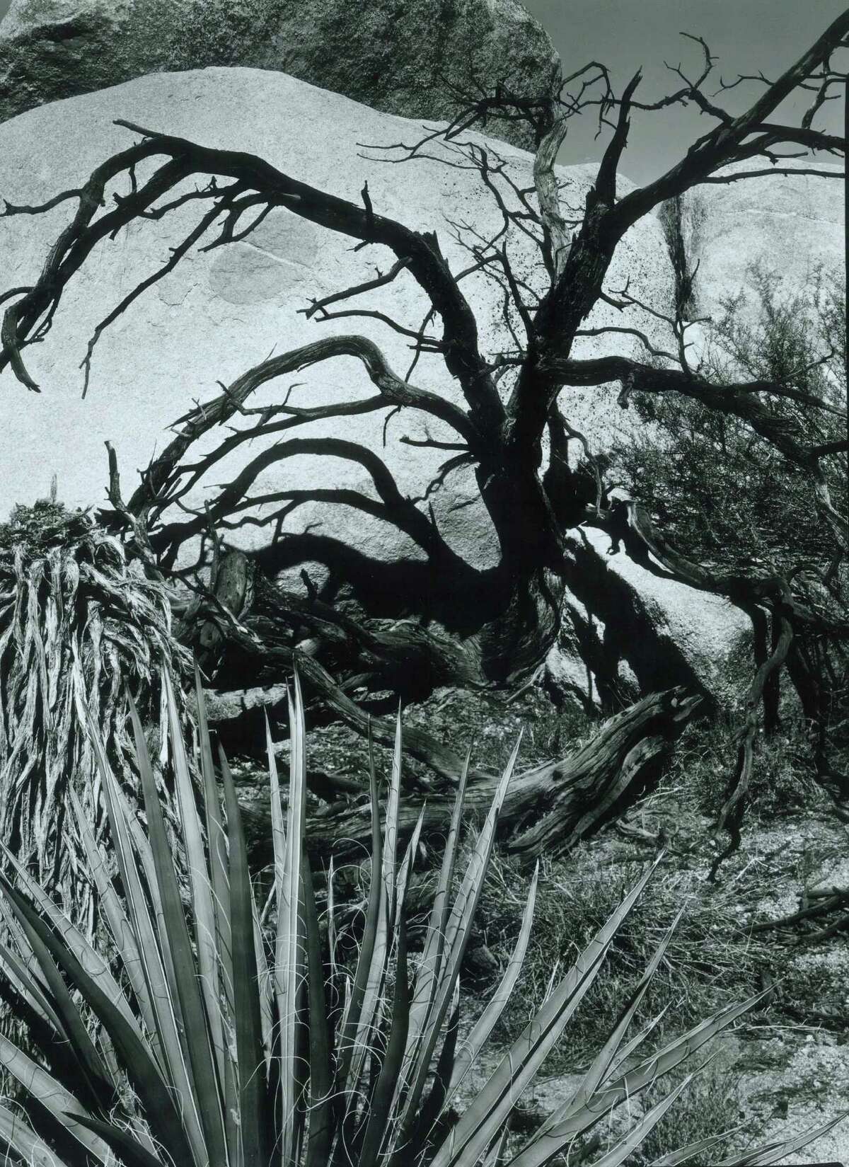 Brett Weston’s gelatin silver print, “Untitled” (known as Tree, Rock, Plant, Death Valley), is from 1965. It will be on view at the Bruce Museum in Greenwich through Feb. 12.