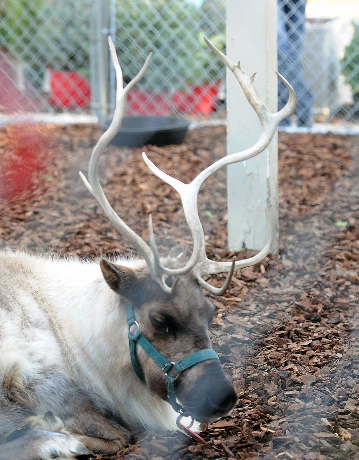 The Greenwich Reindeer Festival featuring live reindeer and Santa's Workshop is returning to Greenwich on Nov. 25 but it will be at Sam Bridge Nursery for the first time.