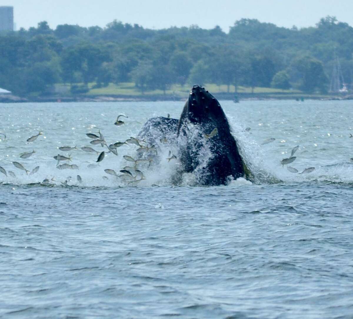 Humpback whales have been spotted in Long Island Sound near Norwalk, Greenwich and New Rochelle.