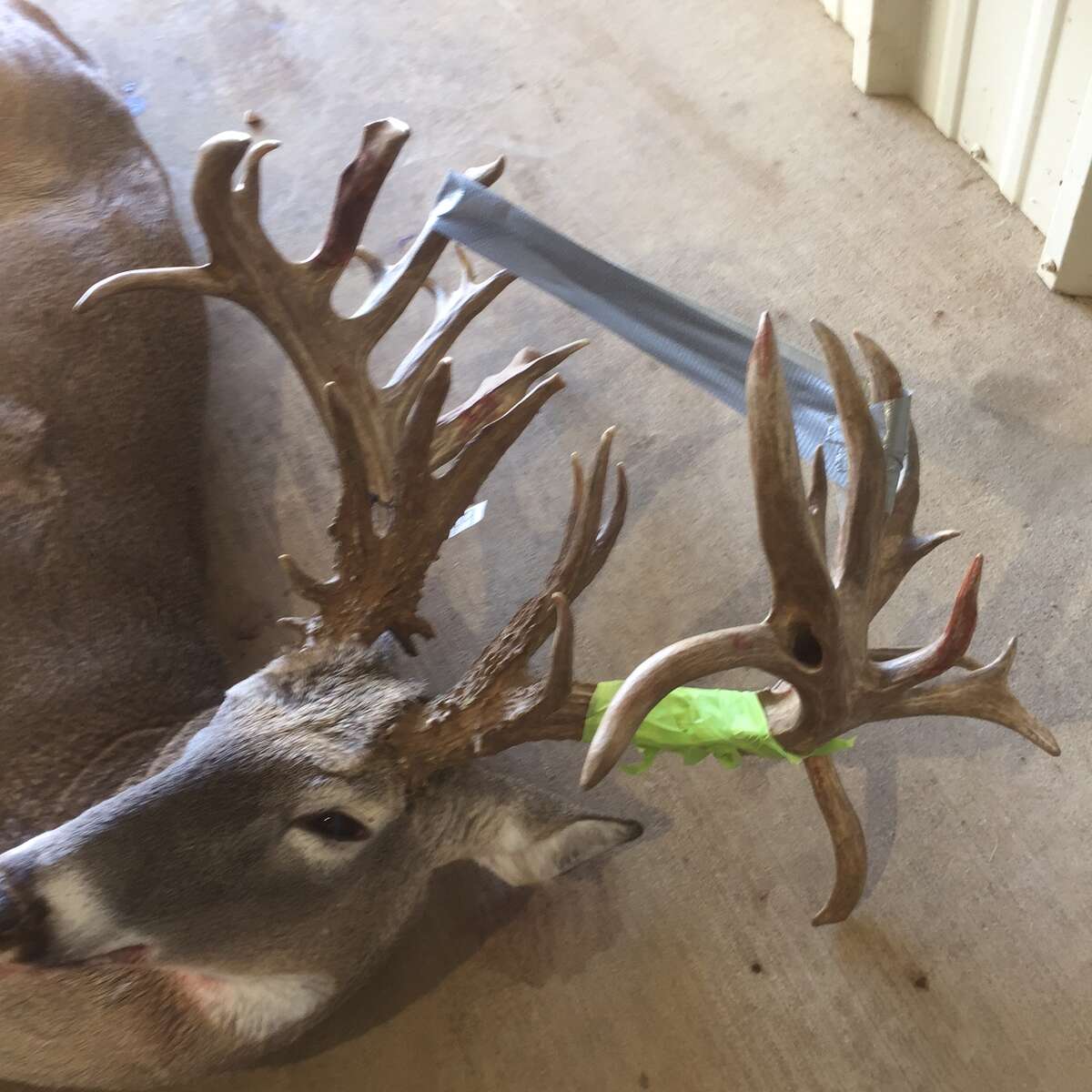 This monster 35(ish)-point whitetail buck was harvested from a high-fenced hunting area near San Angelo, Texas.