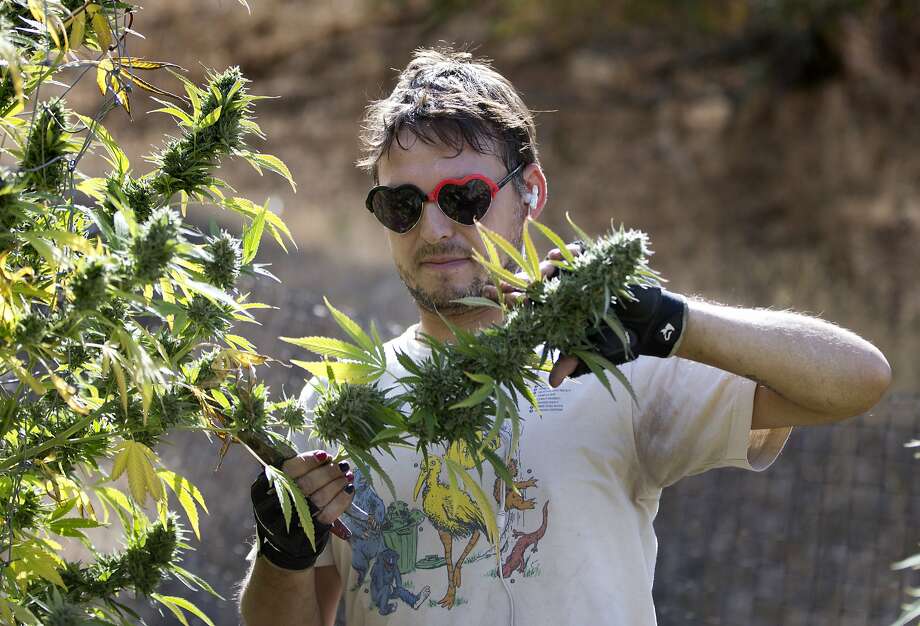 In this Oct. 12, 2016, file photo, Anthony Viator removes a branch of buds from a marijuana plant on a farm near Garberville, Calif. Photo: Rich Pedroncelli, Associated Press